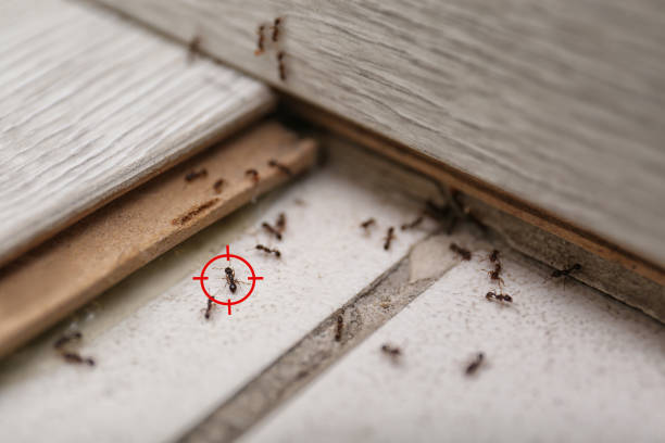 Best Pest Control Near Me  in Colfax, CA