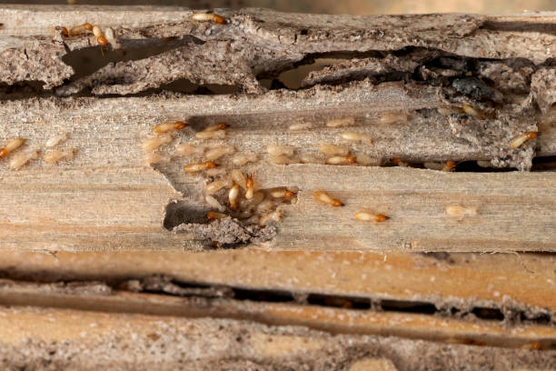 Best Pest Prevention Services  in Colfax, CA
